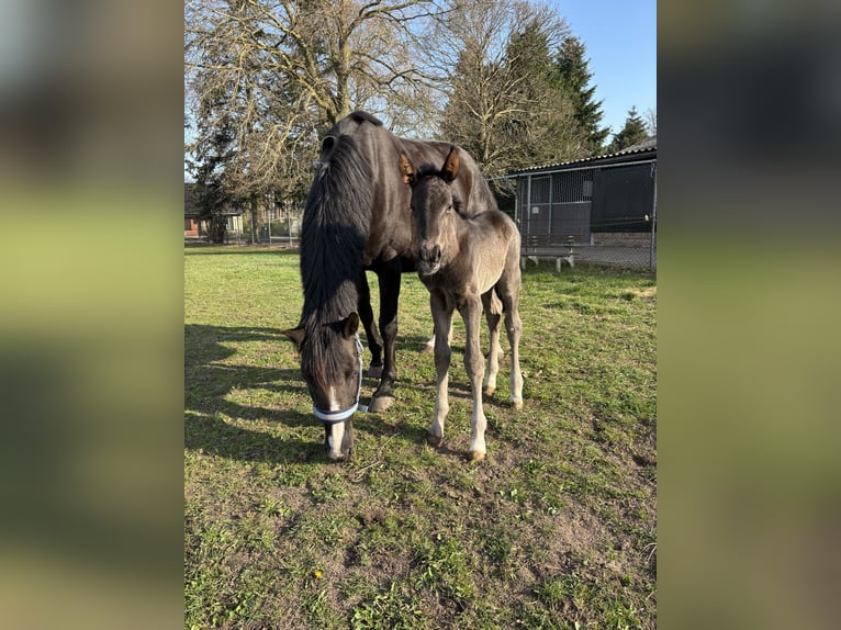 KWPN Wallach 1 Jahr 170 cm  in Maasbree