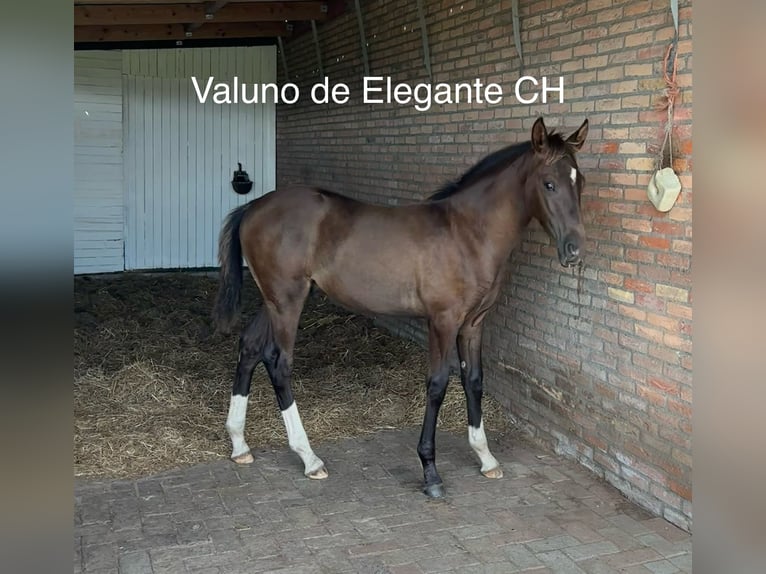 KWPN Wallach 1 Jahr 173 cm Dunkelbrauner in Maasbree