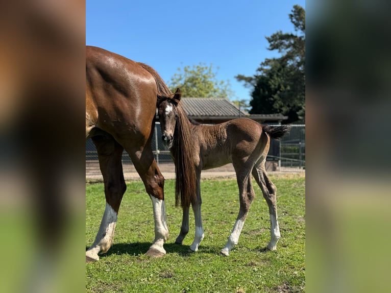 KWPN Wallach 1 Jahr 173 cm Dunkelbrauner in Maasbree
