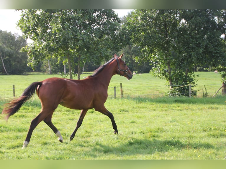 KWPN Wallach 1 Jahr Brauner in Boelenslaan