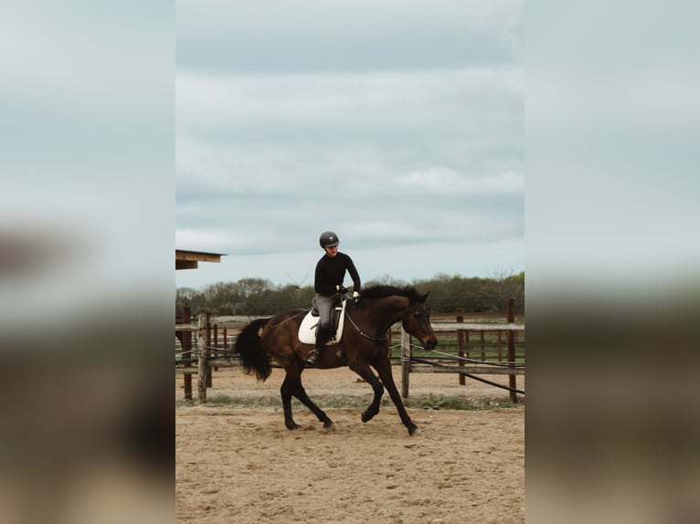 KWPN Wallach 20 Jahre 165 cm Brauner in Wegberg