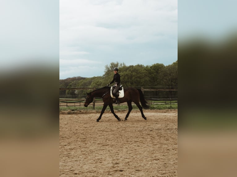 KWPN Wallach 20 Jahre 165 cm Brauner in Wegberg