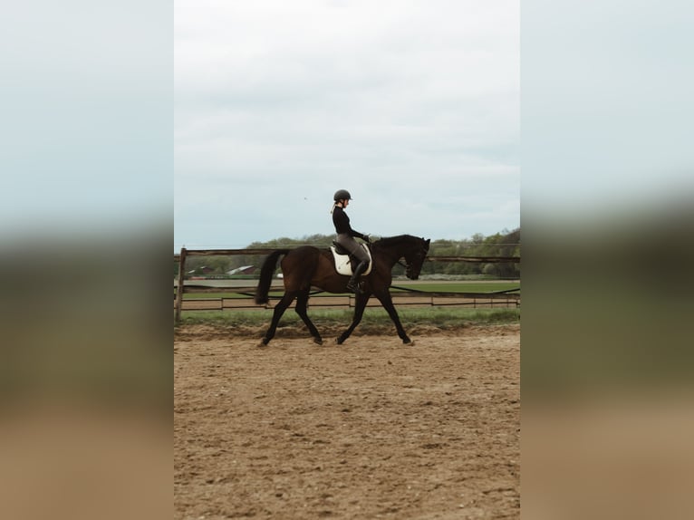 KWPN Wallach 20 Jahre 165 cm Brauner in Wegberg