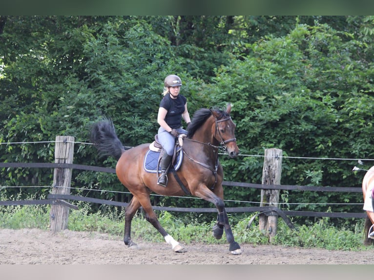 KWPN Wallach 20 Jahre 166 cm Brauner in Essen