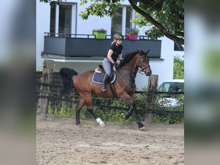 KWPN Wallach 20 Jahre 166 cm Brauner in Essen