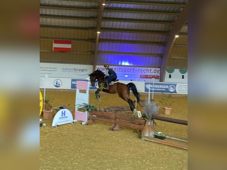 KWPN Wallach 20 Jahre 166 cm Brauner in Essen