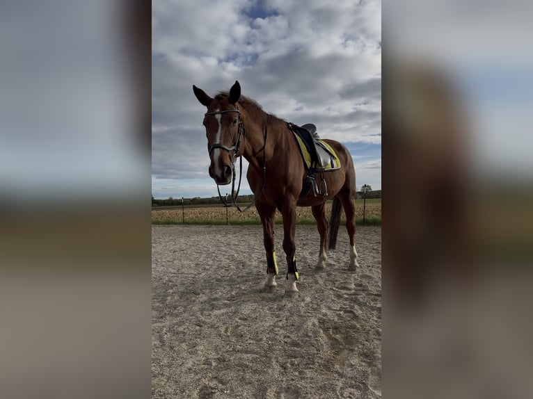 KWPN Wallach 20 Jahre 170 cm Fuchs in Karlskron