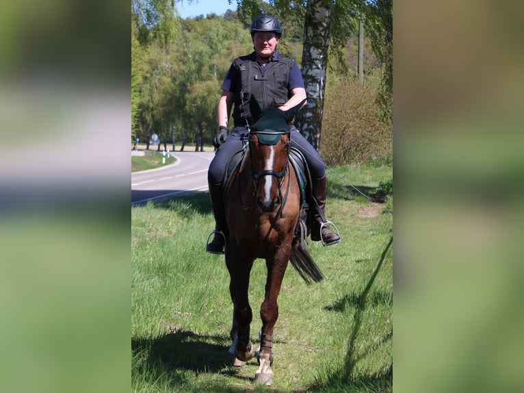 KWPN Wallach 20 Jahre 170 cm Fuchs in Karlskron