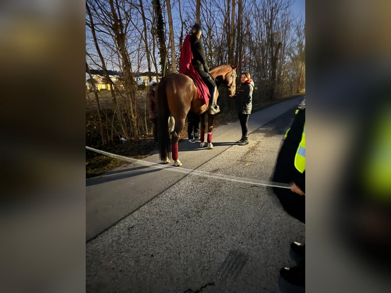 KWPN Wallach 20 Jahre 170 cm Fuchs in Karlskron