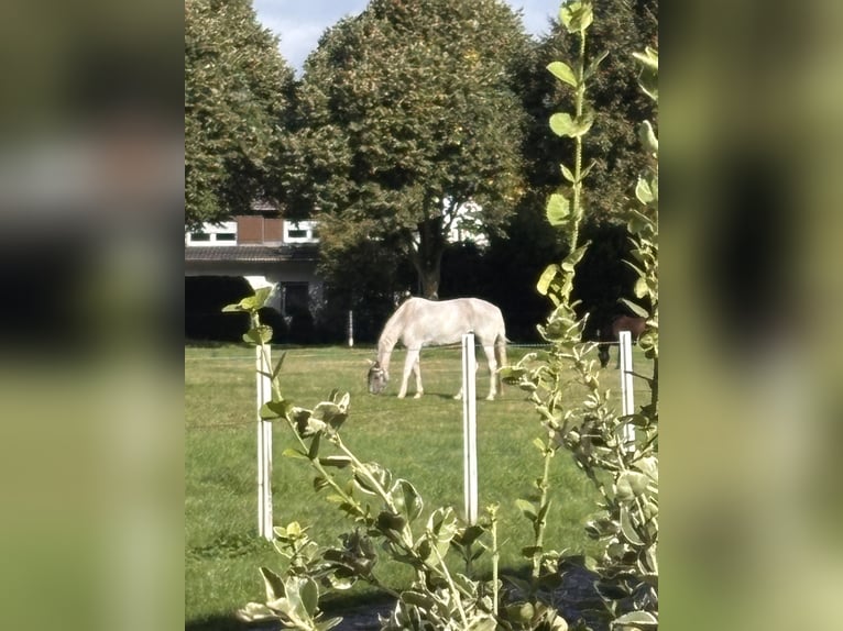 KWPN Wallach 20 Jahre 173 cm Fliegenschimmel in Bottrop