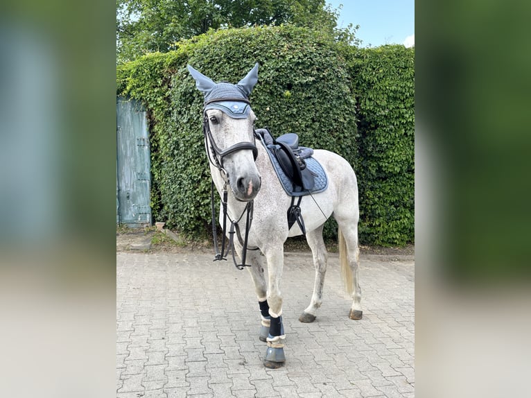 KWPN Wallach 20 Jahre 173 cm Fliegenschimmel in Bottrop