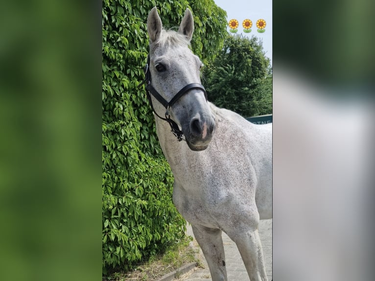 KWPN Wallach 20 Jahre 173 cm Fliegenschimmel in Bottrop