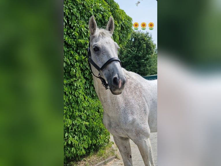 KWPN Wallach 20 Jahre 174 cm Fliegenschimmel in Essen