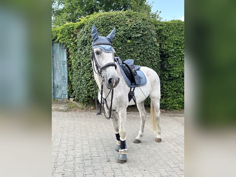 KWPN Wallach 20 Jahre 174 cm Fliegenschimmel in Essen