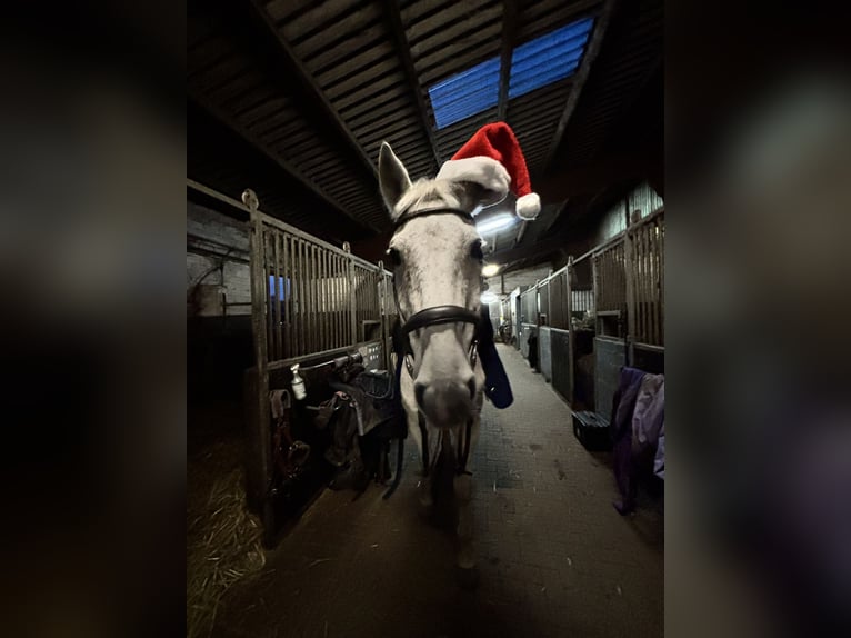 KWPN Wallach 20 Jahre 174 cm Fliegenschimmel in Essen