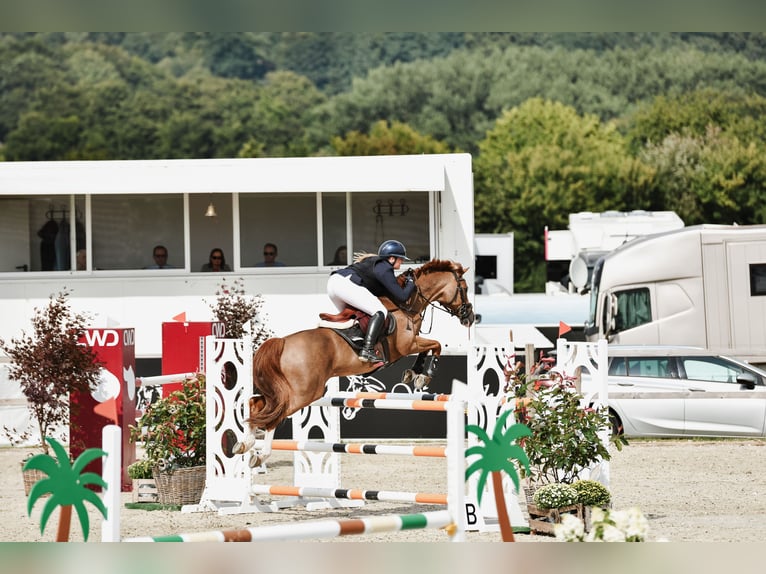 KWPN Wallach 21 Jahre 148 cm  in Haren