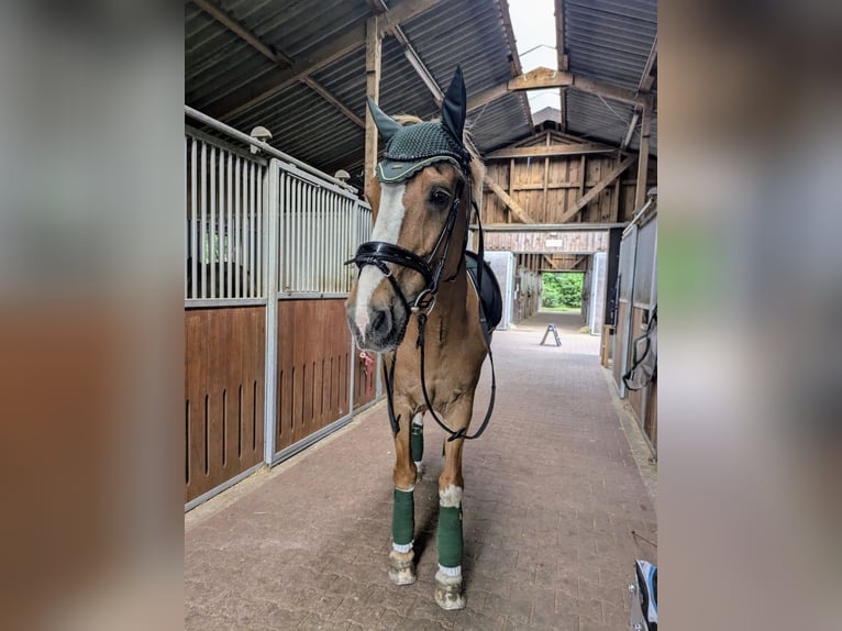 KWPN Wallach 21 Jahre 163 cm Fuchs in Falkensee