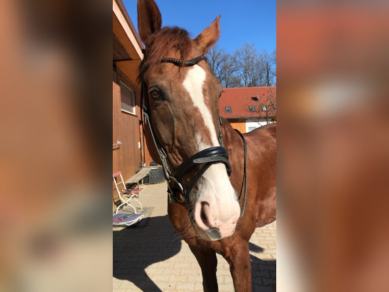 KWPN Wallach 21 Jahre 175 cm Dunkelfuchs in Planegg