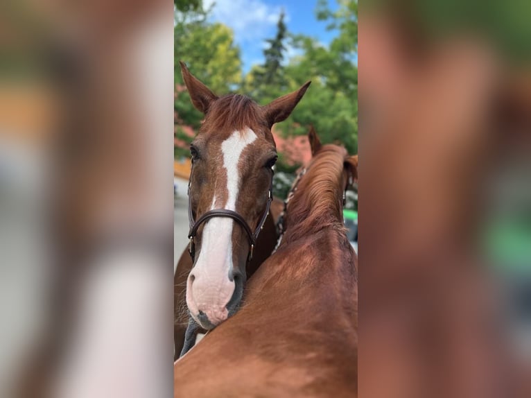 KWPN Wallach 21 Jahre 175 cm Dunkelfuchs in Planegg