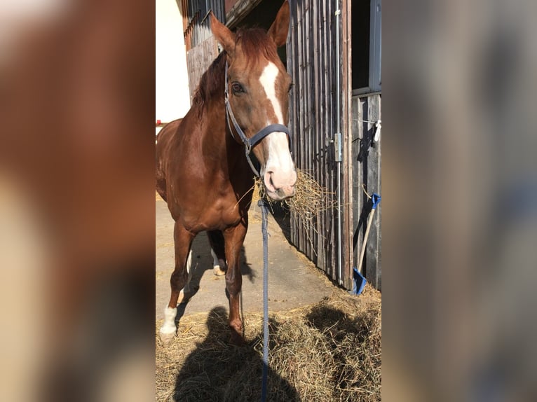 KWPN Wallach 21 Jahre 175 cm Dunkelfuchs in Planegg