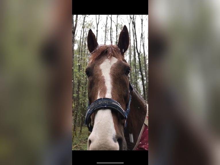 KWPN Wallach 21 Jahre 175 cm Dunkelfuchs in Planegg