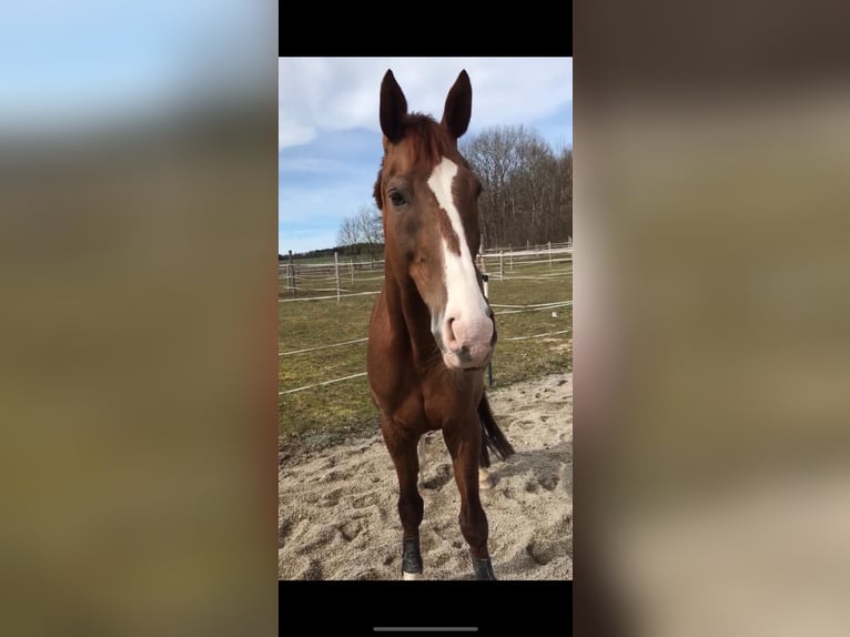 KWPN Wallach 21 Jahre 175 cm Dunkelfuchs in Planegg