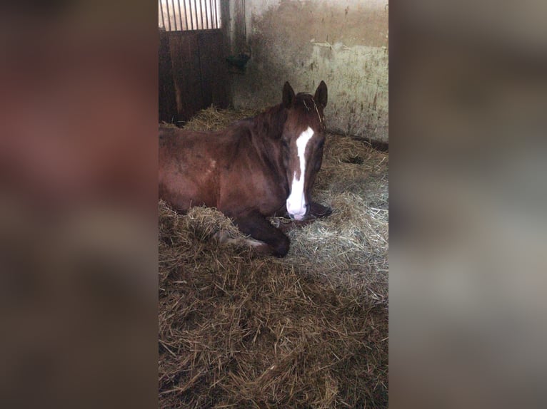 KWPN Wallach 21 Jahre 175 cm Dunkelfuchs in Planegg