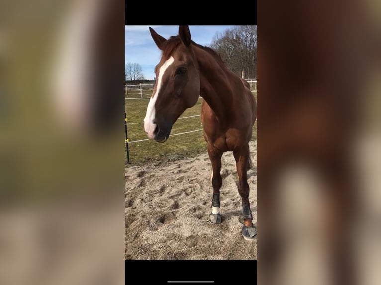 KWPN Wallach 21 Jahre 175 cm Dunkelfuchs in Planegg