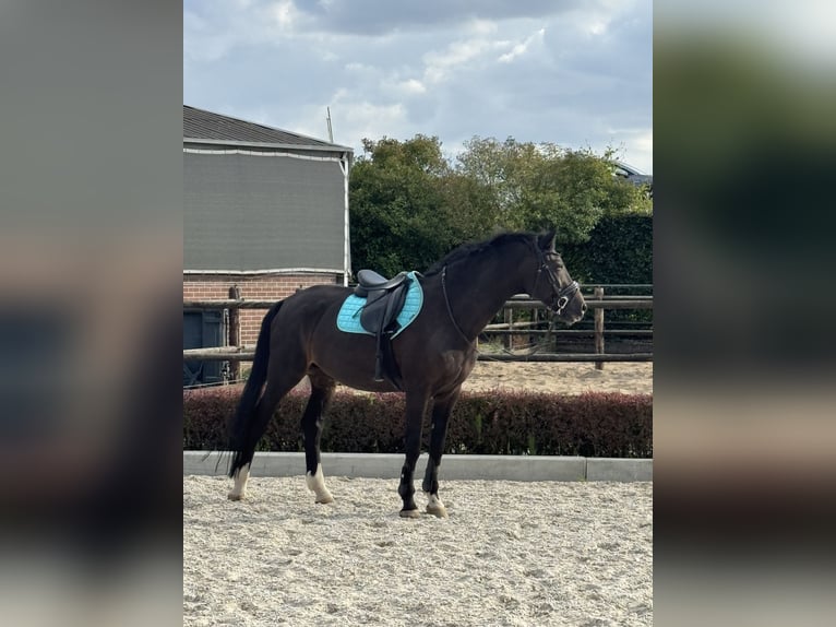 KWPN Wallach 22 Jahre 170 cm Dunkelbrauner in Ammerzoden