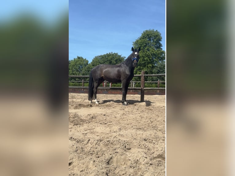 KWPN Wallach 22 Jahre 170 cm Dunkelbrauner in Ammerzoden
