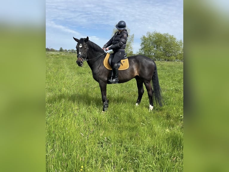 KWPN Wallach 22 Jahre 170 cm Dunkelbrauner in Ammerzoden