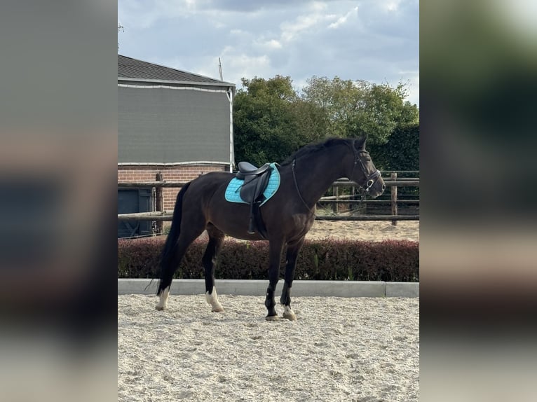 KWPN Wallach 22 Jahre 170 cm Dunkelbrauner in Ammerzoden