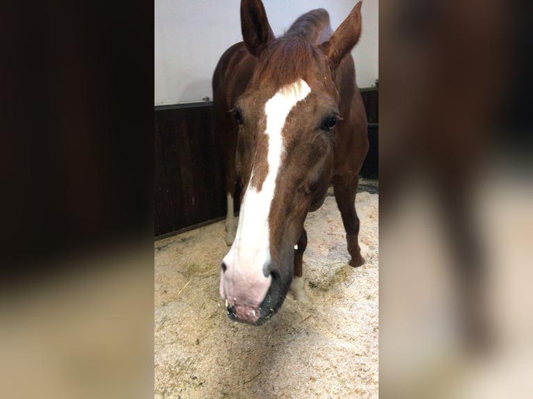 KWPN Wallach 22 Jahre 175 cm Dunkelfuchs in Planegg