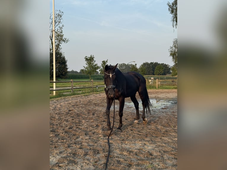 KWPN Wallach 23 Jahre 173 cm Rappe in Hamont-Achel