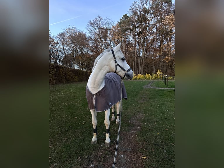 KWPN Wallach 24 Jahre in Waldenbuch