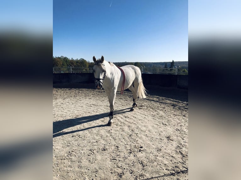 KWPN Wallach 24 Jahre in Waldenbuch