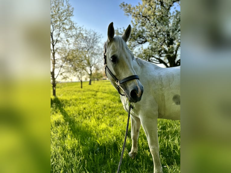 KWPN Wallach 24 Jahre in Waldenbuch