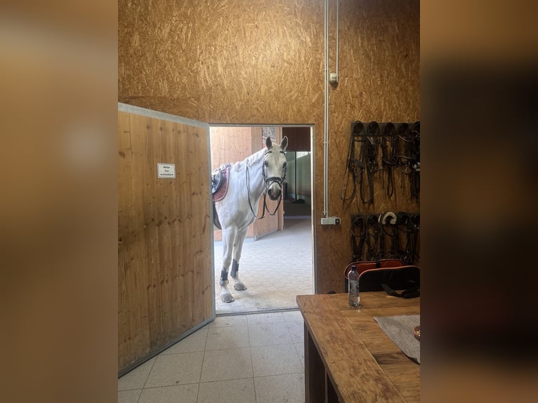 KWPN Wallach 25 Jahre in Waldenbuch