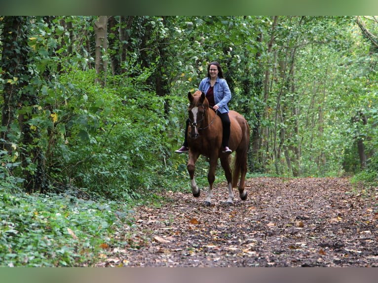 KWPN Wallach 27 Jahre 167 cm Fuchs in Straelen