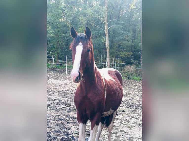 KWPN Wallach 2 Jahre 150 cm Schecke in Beverlo