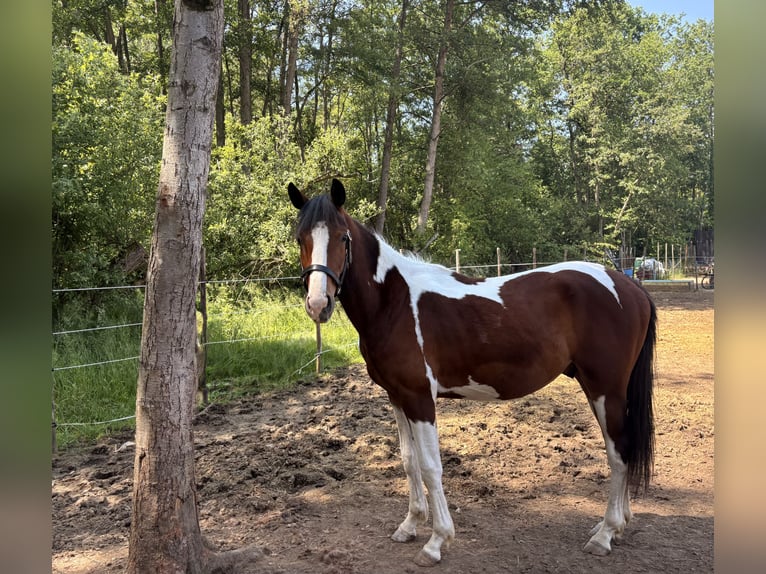 KWPN Wallach 2 Jahre 150 cm Schecke in Beverlo