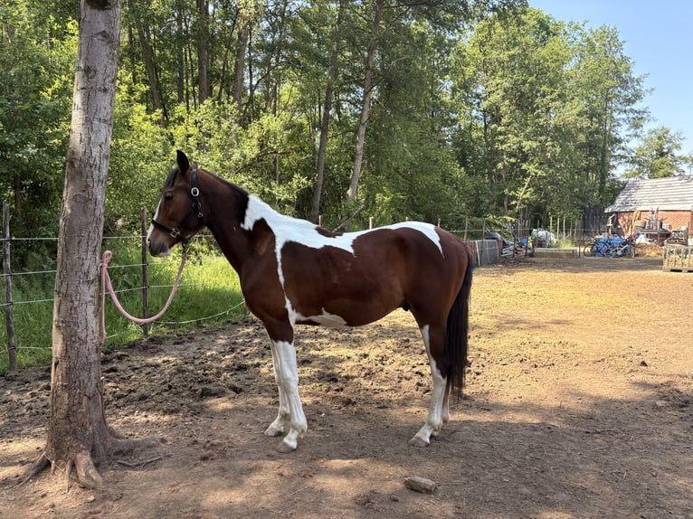 KWPN Wallach 2 Jahre 150 cm Schecke in Beverlo