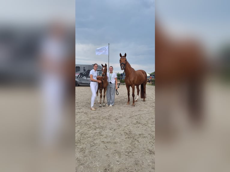 KWPN Wallach 2 Jahre 154 cm Fuchs in Rijnsburg