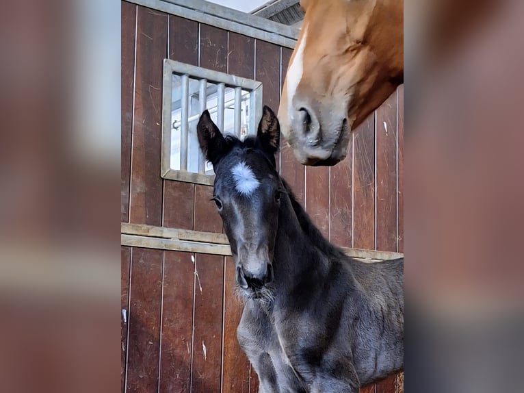 KWPN Wallach 2 Jahre 154 cm Fuchs in Rijnsburg