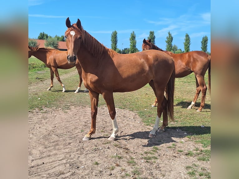 KWPN Wallach 2 Jahre 154 cm Fuchs in Rijnsburg