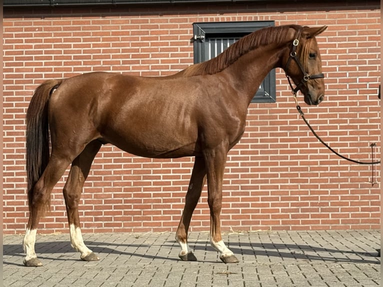 KWPN Wallach 2 Jahre 160 cm Dunkelfuchs in Zieuwent