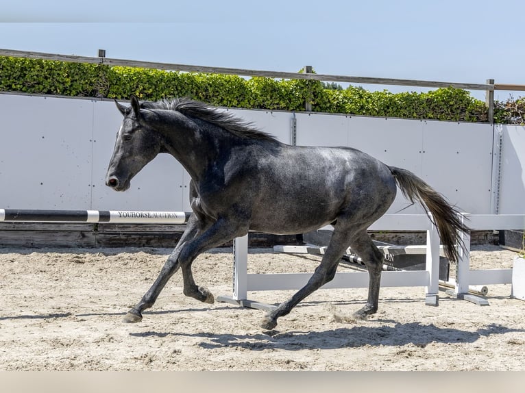 KWPN Wallach 2 Jahre 160 cm Schimmel in Waddinxveen