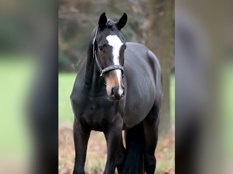KWPN Wallach 2 Jahre 164 cm Dunkelbrauner in Peer