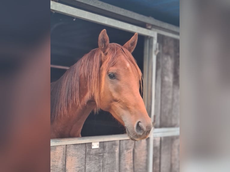 KWPN Wallach 2 Jahre 165 cm Fuchs in Bovenkarspel