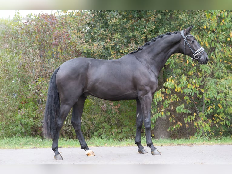 KWPN Wallach 2 Jahre 167 cm Rappe in Oosterhout